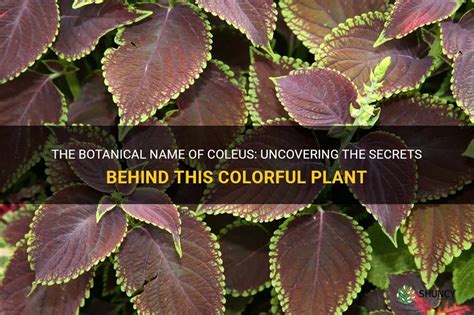 The Surprising Benefits of Coleus Plants for Mental Health and Well-being